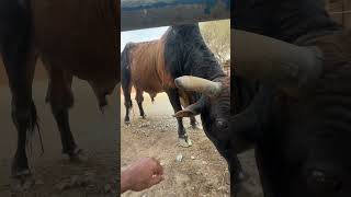 Cow 🐄🐄🐮 #cow #animals #feeding #like #suscribete