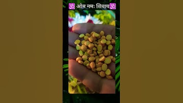 23 दिसंबर सोमवार अष्टमी पर चने की दाल का यह उपाय#panditpradeepmishrajikeu#trendingshorts#viralshort