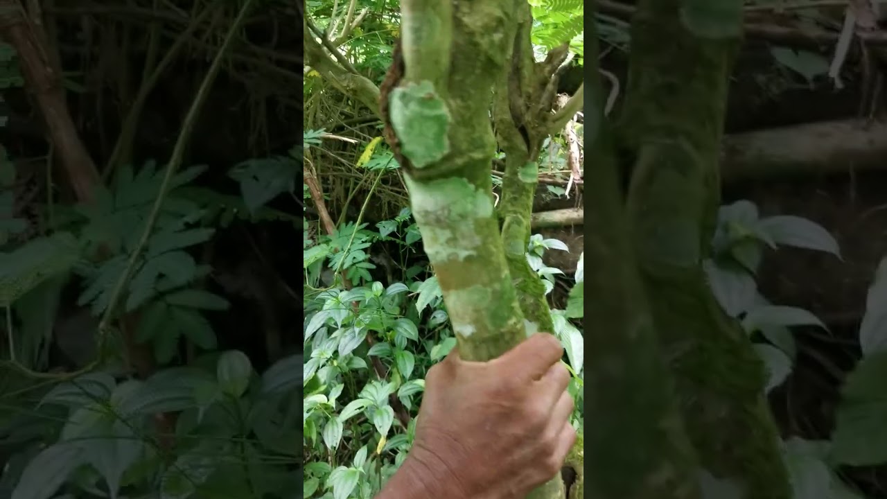 Jalan Menuju Telaga Pucung update Februari 2026