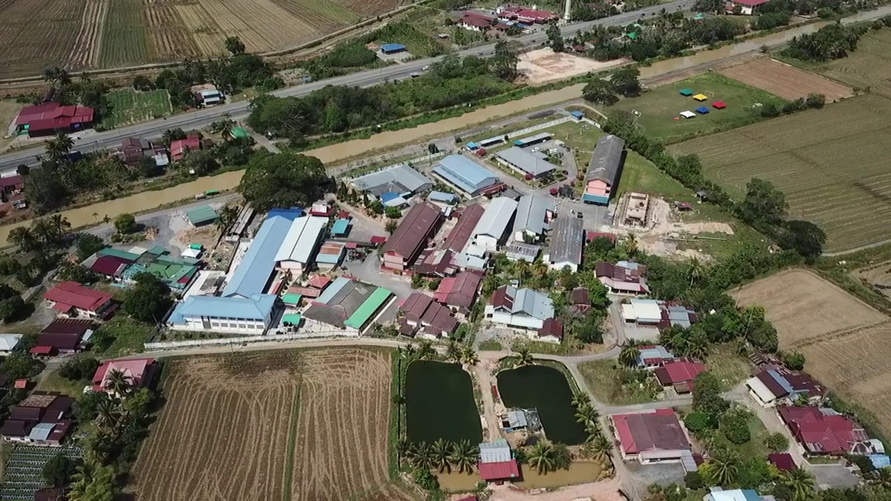 smanh bird s eye