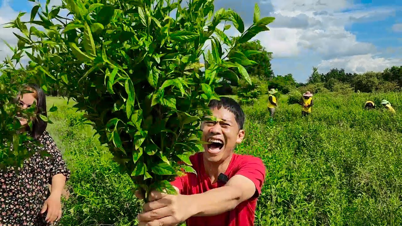 สร้างเงินล้านจากวัชพืช จากคนหาว่าบ้าสู่วัชพืชเงินล้าน | เอิร์ธสดชื่น สร้างอาชีพ