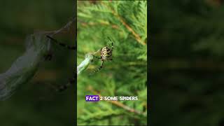 "3 Amazing Spider Facts You Didn't Know! 🕷️" #facts