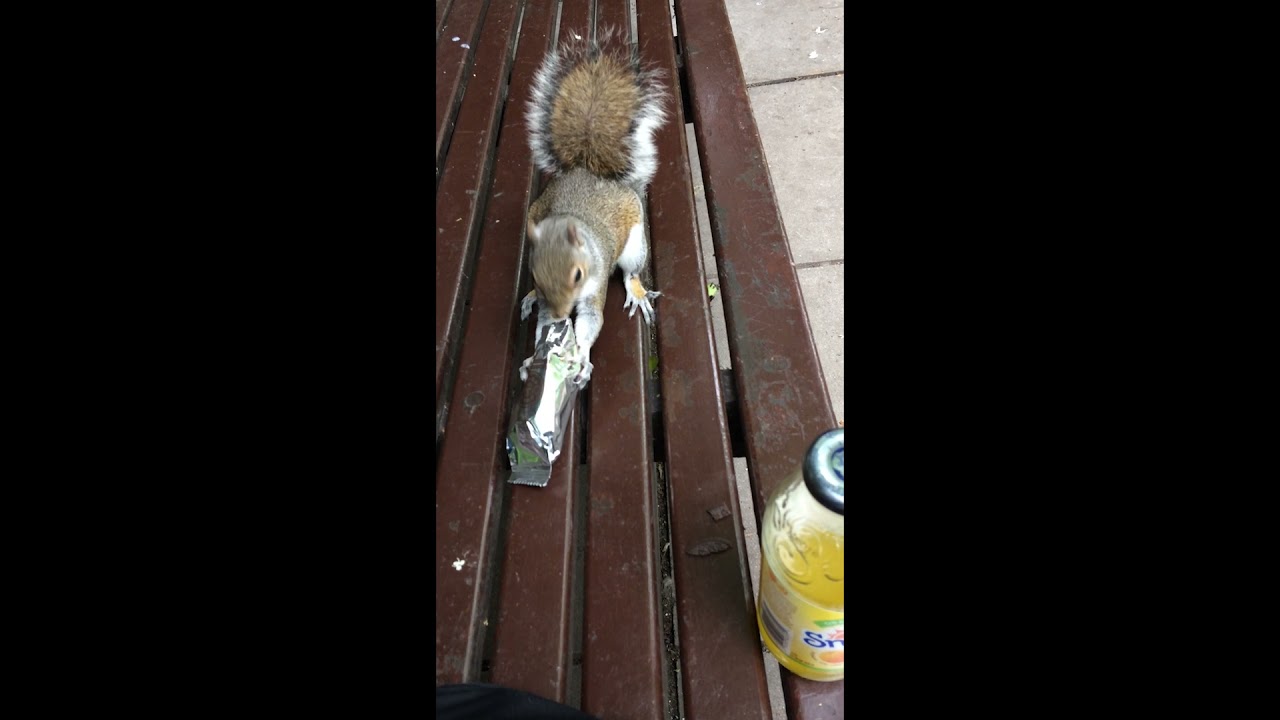 squirrel eating oreos YouTube