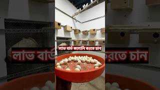 Love birds colony breeding tips | লাভ বার্ড পাখি কোলোনিতে না খাচায় ভালো #birds #পাখি #love #short