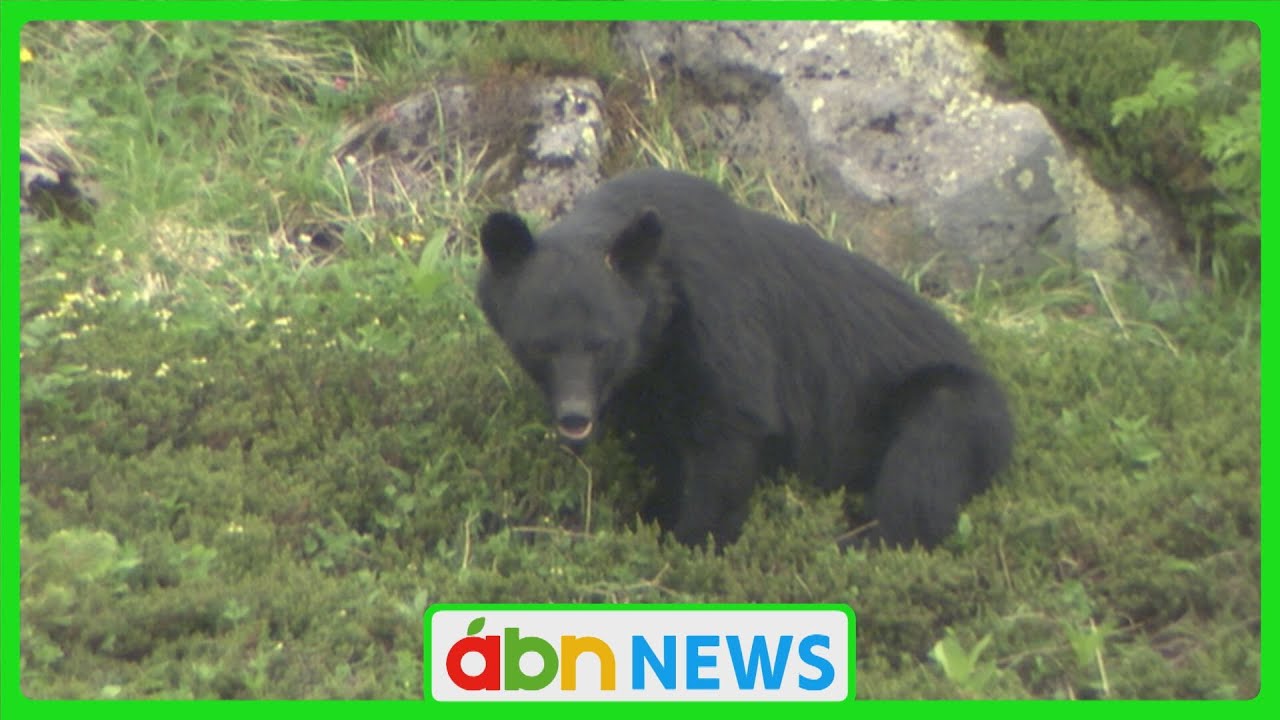 A black bear sighting warning has been issued for the Nagano