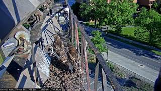 J2 Fledges! Cornell Hawks Cam Catches First Flight – June 12, 2020