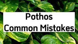 10 Pothos Mistakes Every Beginner Should Avoid | Episode 10