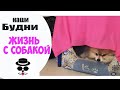 Соорудила Шалаш для Гетсби | Жизнь с Собакой