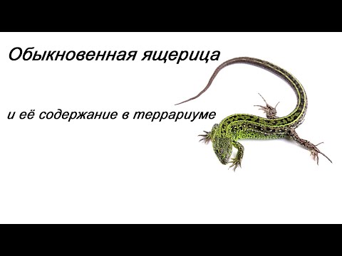 Обыкновенная ящерица и её содержание в террариуме