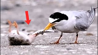 Young Birds Fight Over Large Food Until They Fall on The Backs