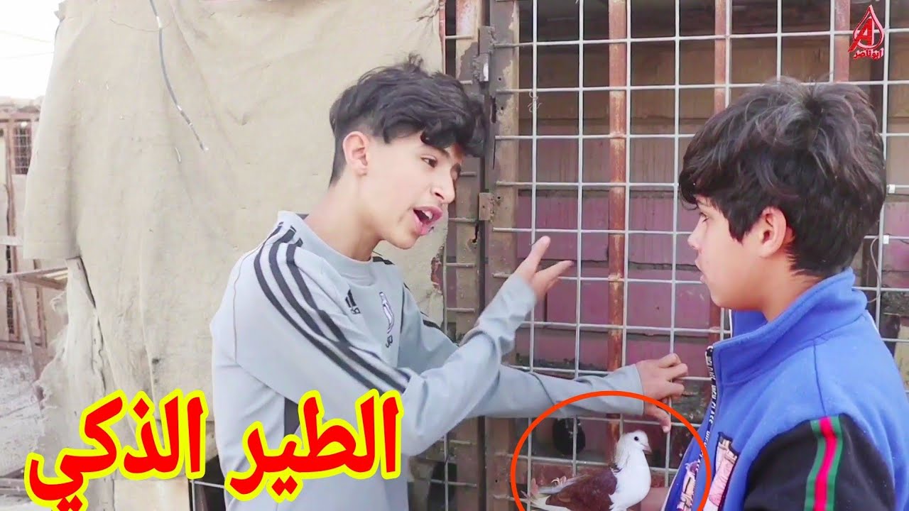 فلم عراقي الطير الذكي وخباثه حمودي