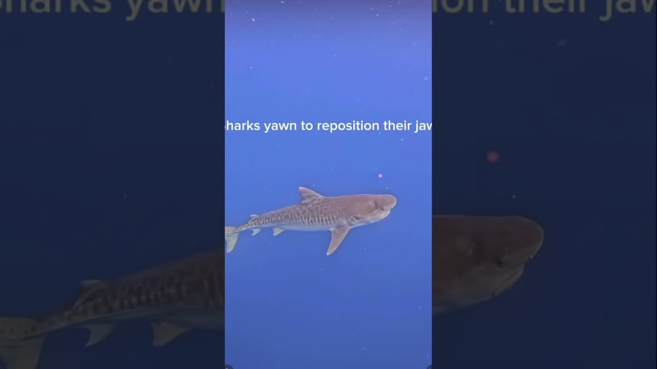 Shark yawn 🦈🥱😴 #yawn #sharkbehavior #sharkbiology #sharkyawn