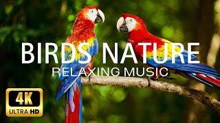 Birds Nature Relaxing Music| Relaxing Music, Meditation Music, Sleep Music, Distress Music