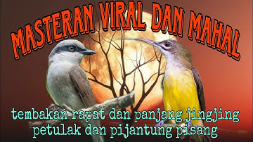 masteran viral paling di minati jingjing petulak dan pijantung pisang