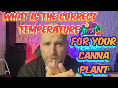 Whats the Best Temperatures for your Canna Plant