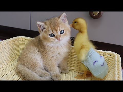 The duckling can finally sleep with the kitten!  the process is tough