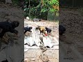 বাড়ির উঠোনে কোবরা এসেছে
