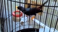 Jalak Rio Rio gacor tarung masteran Kacer dan Murai Batu - Durasi: 2:31. Jalak Rio Rio gacor tarung masteran Kacer dan Murai Batu - Durasi: 2:31.