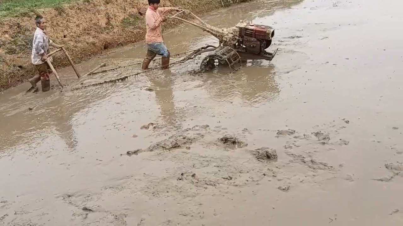 Cấy xong đi ăn bữa cơm tất niên