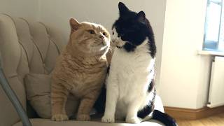 2 Cats, 1 Chair: Will They Share or Fight ? screenshot 3