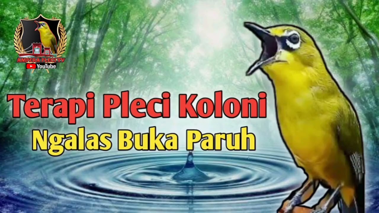 Terapi Pleci Koloni Cepat Ngalas Buka Paruh || Simulasi Lomba Pleci || Masteran Pleci || PCMI