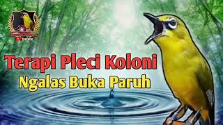 Terapi Pleci Koloni Cepat Ngalas Buka Paruh| Simulasi Lomba Pleci| Masteran Pleci| PCMI