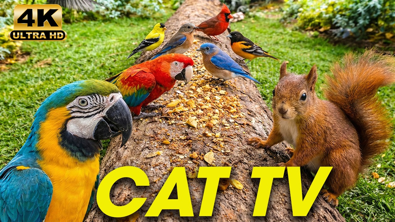 Birds for Cats 😻🦜 4K Cat TV with Beautiful Birds and Relaxing Sounds for Peaceful Cats in 24 Hours