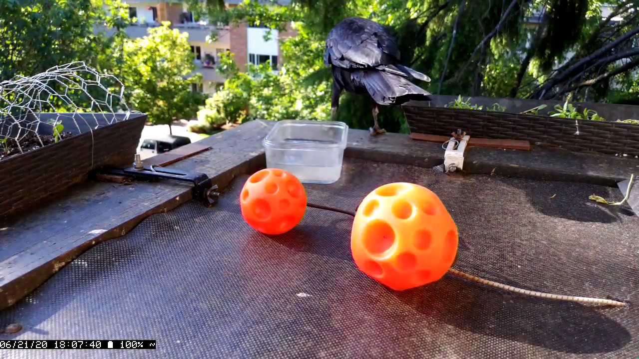 Just another crow working the treat balls for snacks YouTube