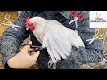 How To Trim Chicken Feathers | Clipping Poultry Wings