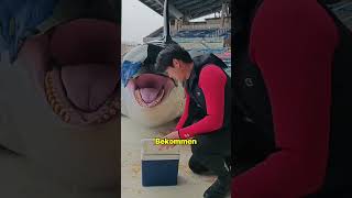 This is why trainers give orcas ice! 😳