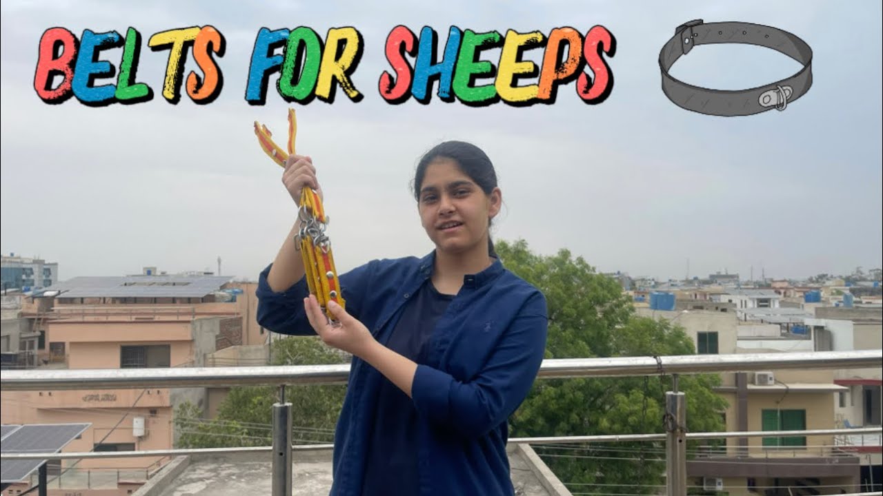 SAB SHEEPS BABYS KE LYE BELTS LE AI 😍❤️