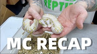 MC BTS! Amazing Ball Pythons Were Born This Week! News