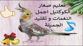 تعليم صغار الكوكتيل اجمل النغمات و تقليد الجميلة