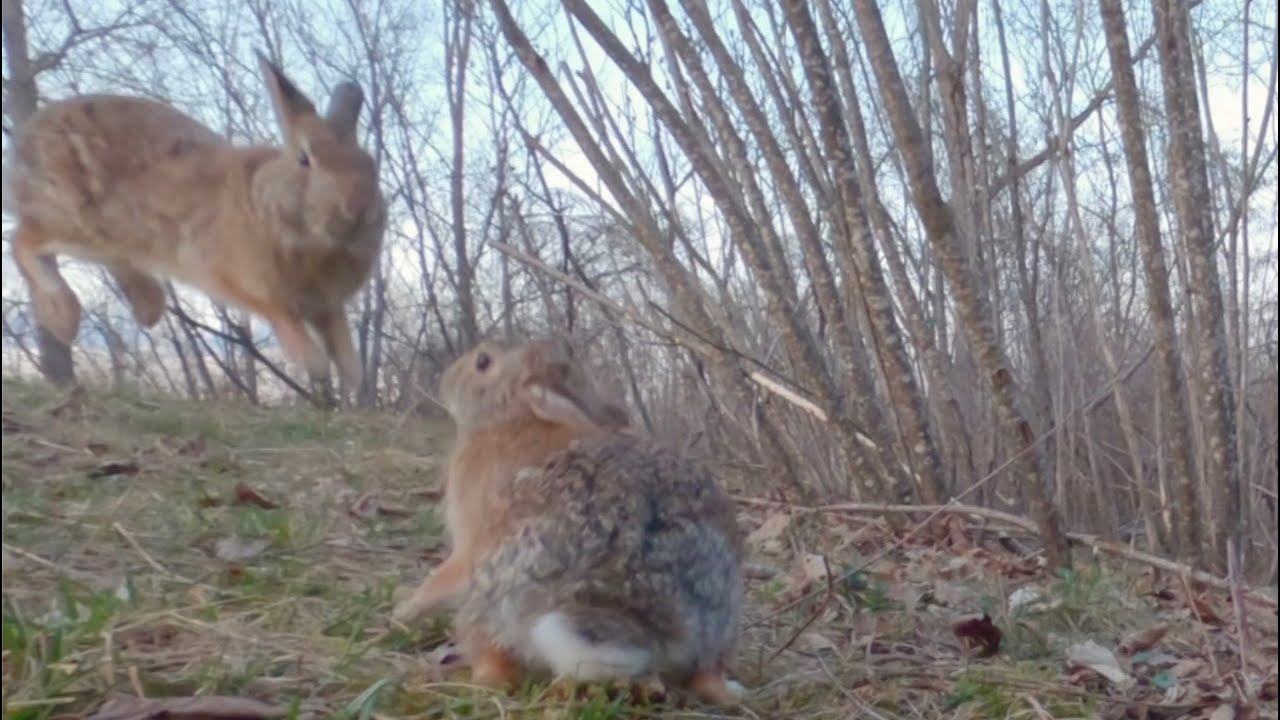 More hostile encounters among the rabbits - YouTube