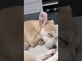 A ta zaś udaje #shorts #funnymoments #sleepingdogs #doglife #live #kick #viral