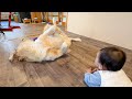 どうにかして赤ちゃんに遊んで欲しい愛犬が何故かこうなりました