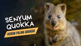 Quokka Hewan Yang Selalu Tersenyum Dari Australia