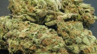Bongs Up! with IE420: Cheese Quake