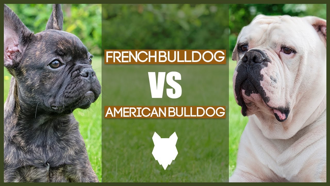 bulldog what is difference between french american and english