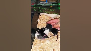 #subscribe #livefeeding #python #rat #breeding #snake #shorts #drago #ballpython
