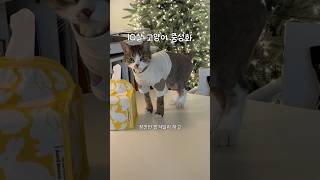 "잠깐만 맡아줘"라더니... 10년째 연락 두절🥲 10년 늦은 중성화 수술