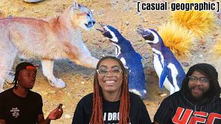 Animals That Make NO Sense Together!! | Casual Geographic Reaction