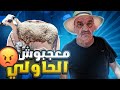 لوليد معجبوش الحولي ديال عيد الاضحى 