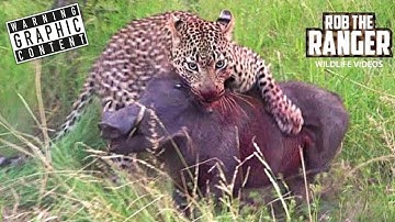 Zeldzame ontmoeting met wilde dieren: luipaard en hyena smullen samen van een wrattenzwijn!