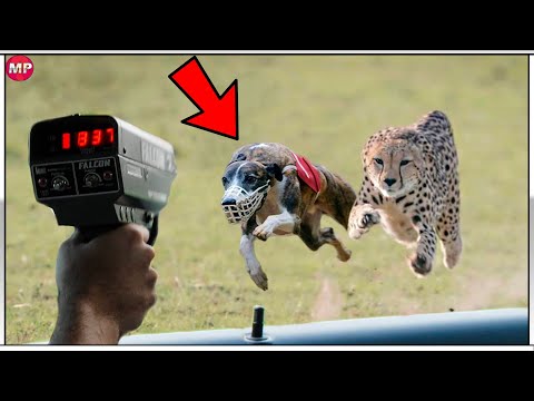 Video: ¿Cuál es el perro más rápido en la tierra?