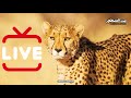 🔴 بث مباشر: أعظم لقطات الحياة البرية من حول العالم! | LIVE Wildlife Documentary HD