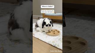 Where’s BoBo? 🐰