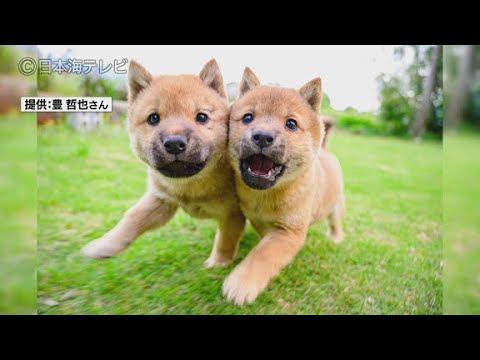 【山陰柴犬】双子の子犬♡可愛すぎる奇跡の1枚(2021年5月27日放送)