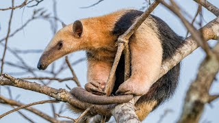 Pantanal Vögel Und Wildtiere Der Araras Eco Lodge Mato Grosso Brasilien 2023 Entspannungsvideo