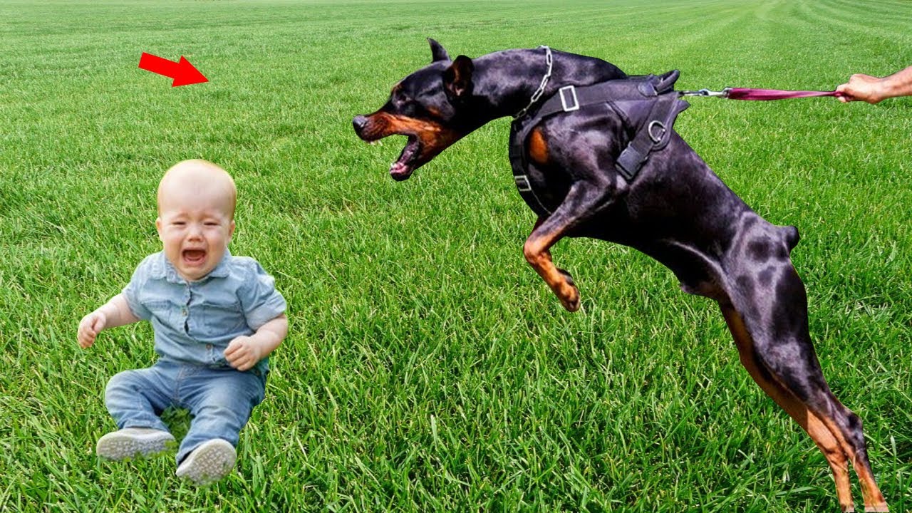 Жизнь собачья: москвичка продала квартиру